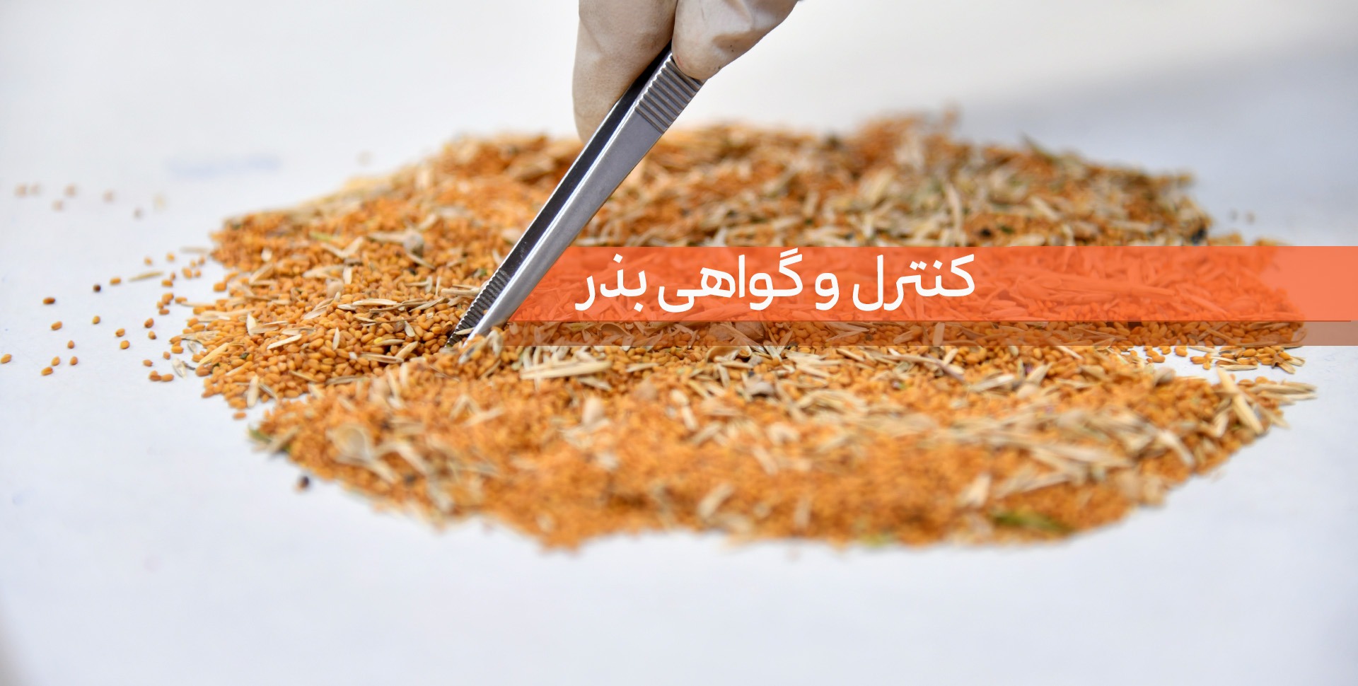 معاونت کنترل و گواهی بذر 